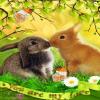 kissing rabbit couple