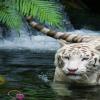 white tiger in a lake
