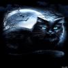 black cat at night