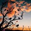 Sun rise birds 