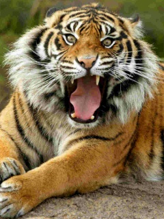 Scopiobrown at ChatLanka