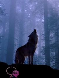 barking wolf