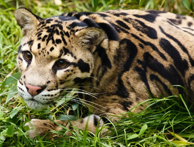 ODIBENSTAR at ChatLanka